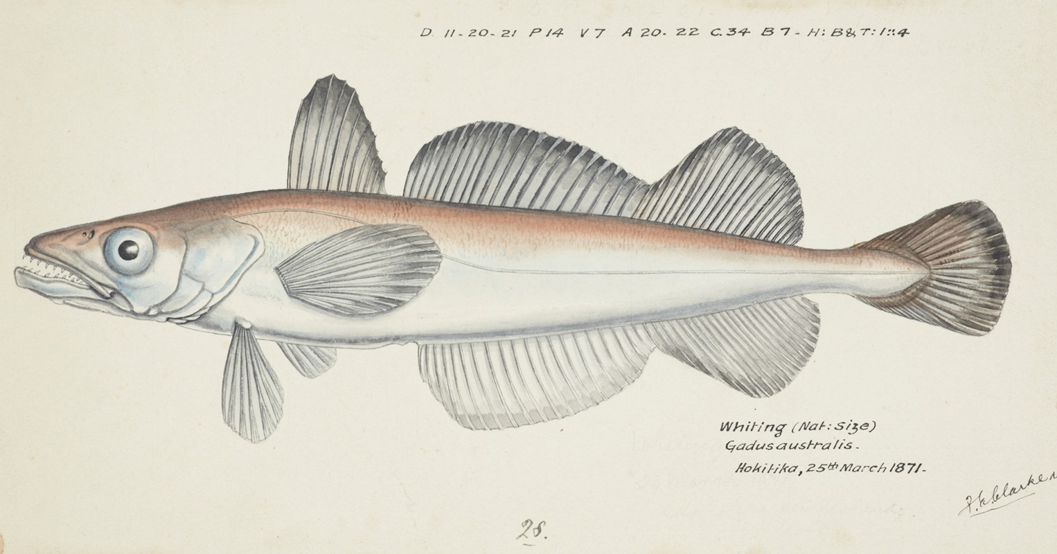 Merluccius australis (NZ) : Hake by Frank Edward Clarke, 1871 — digital art print download