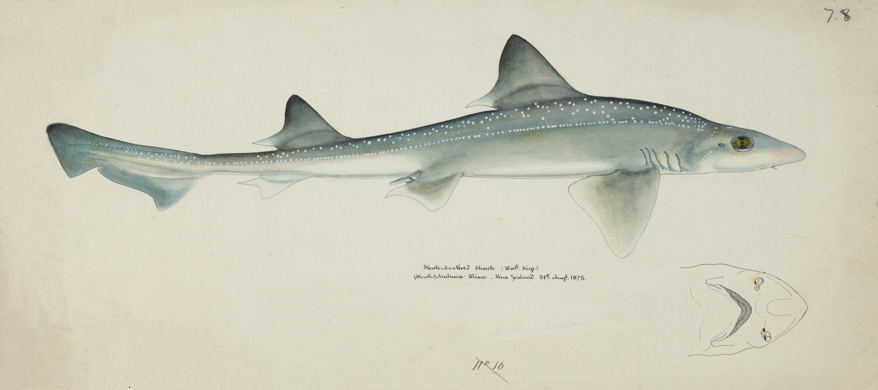 Mustelus antarcticus (NZ) : Smooth-hound (shark) by Frank Edward Clarke, 1875 — digital art print download