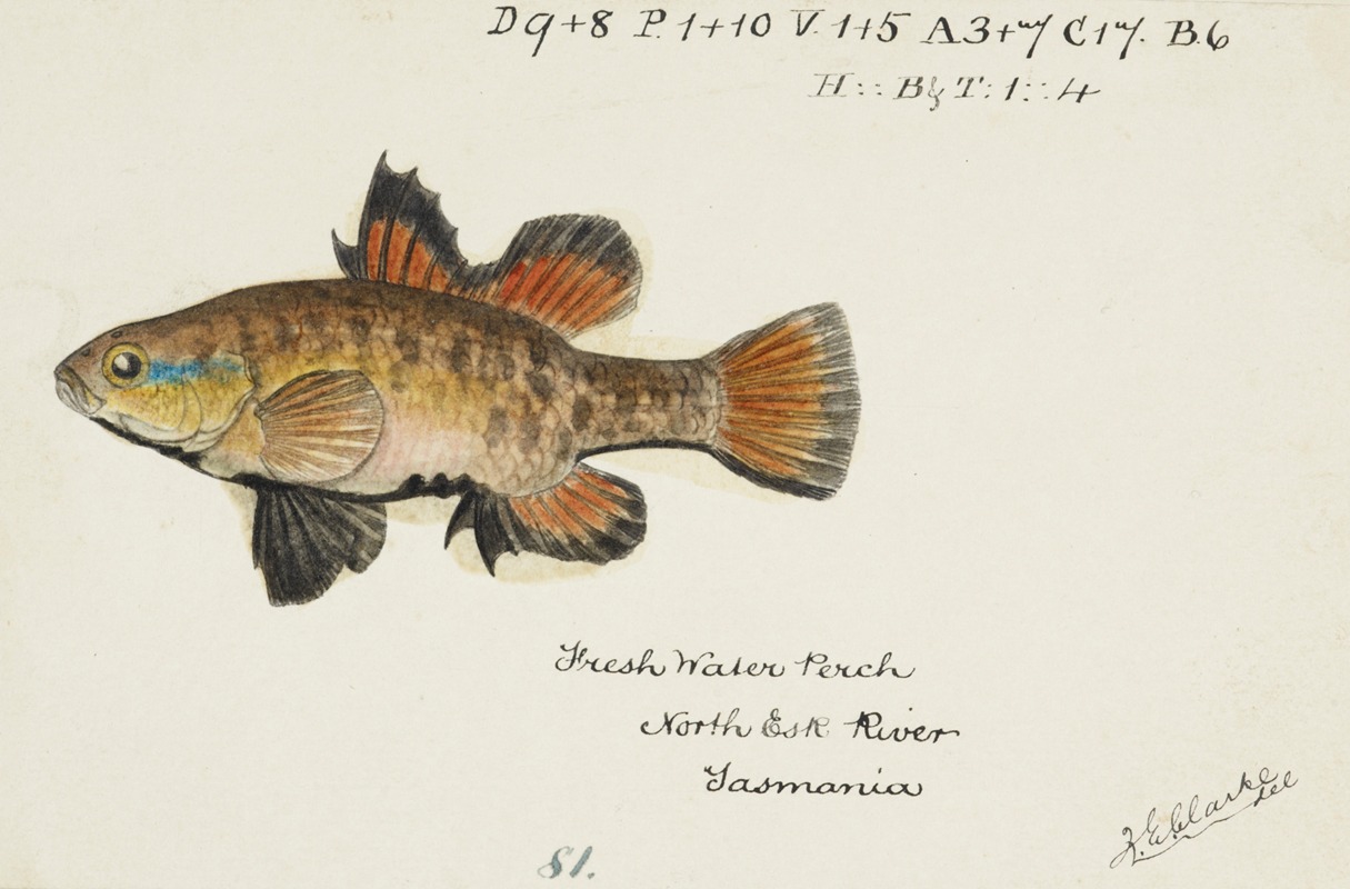 Nannoperca australis (Tas) : Eel by Frank Edward Clarke — digital art print download