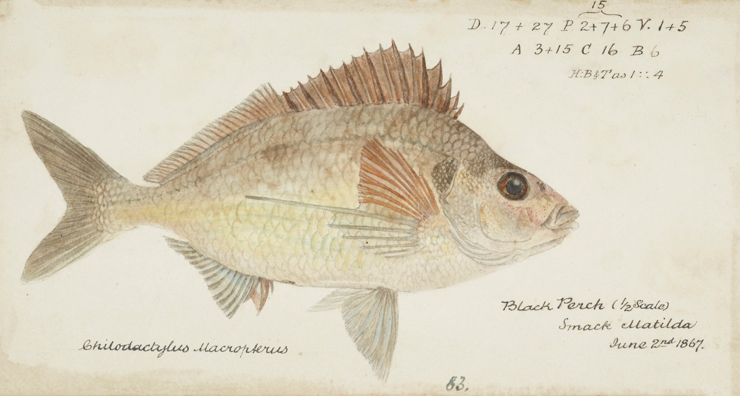 Nemadactylus macropterus (NZ) : Tarakihi by Frank Edward Clarke, 1867 — digital art print download