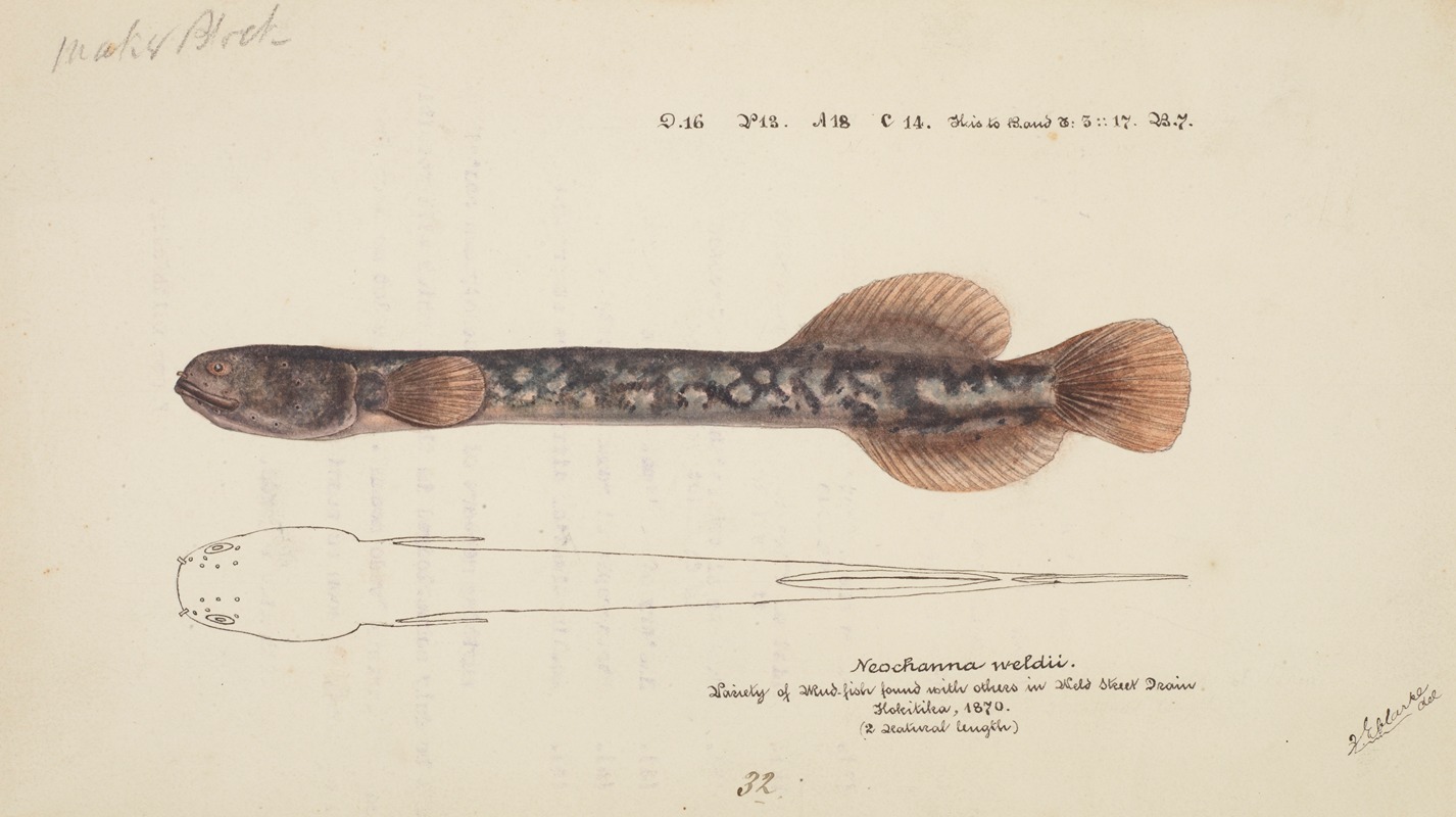 Neochanna apoda (apoda) — Frank Edward Clarke