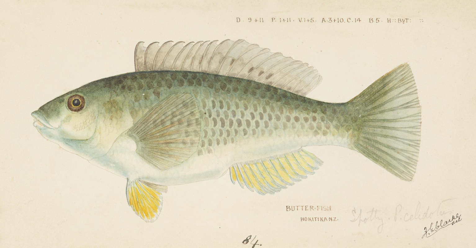 Notolabrus celidotus (NZ) : Wrasse by Frank Edward Clarke — digital art print download