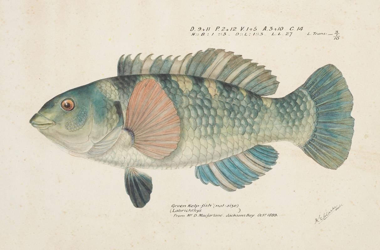 Notolabrus fuscula (NZ) : Wrasse — Frank Edward Clarke