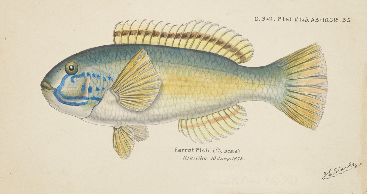 Parrot fish by Frank Edward Clarke, 1872 — digital art print download