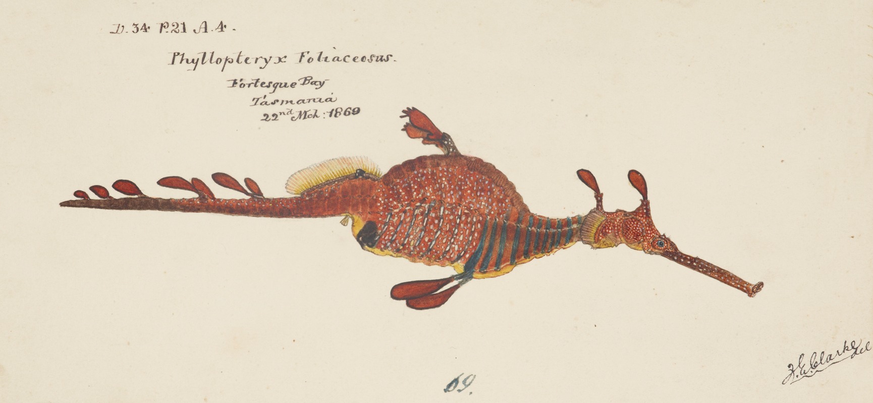 Phyllopteryx taeniolatus by Frank Edward Clarke, 1869 — digital art print download