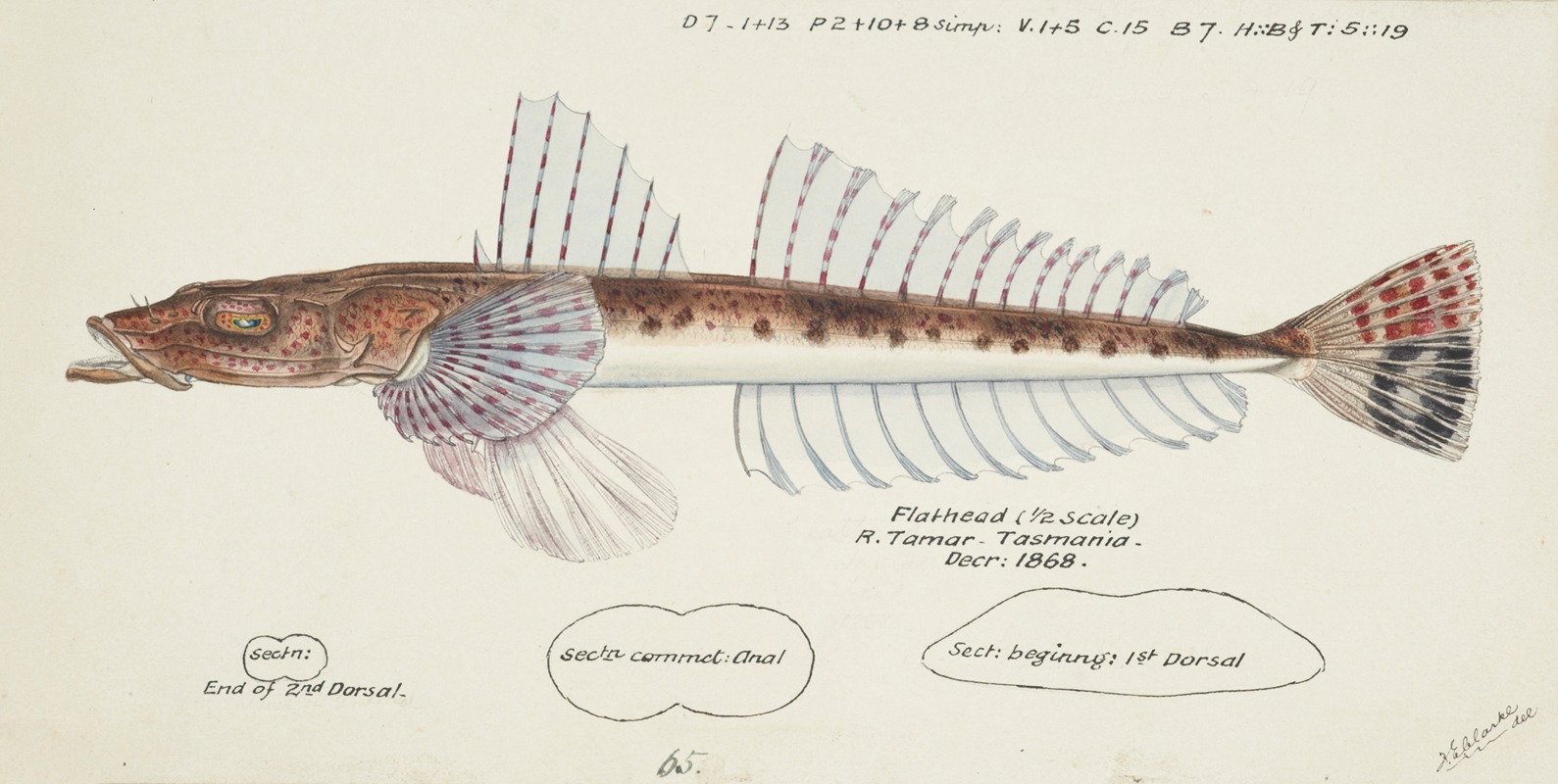 Platycephalus sp (Tas) : Flathead by Frank Edward Clarke, 1868 — digital art print download