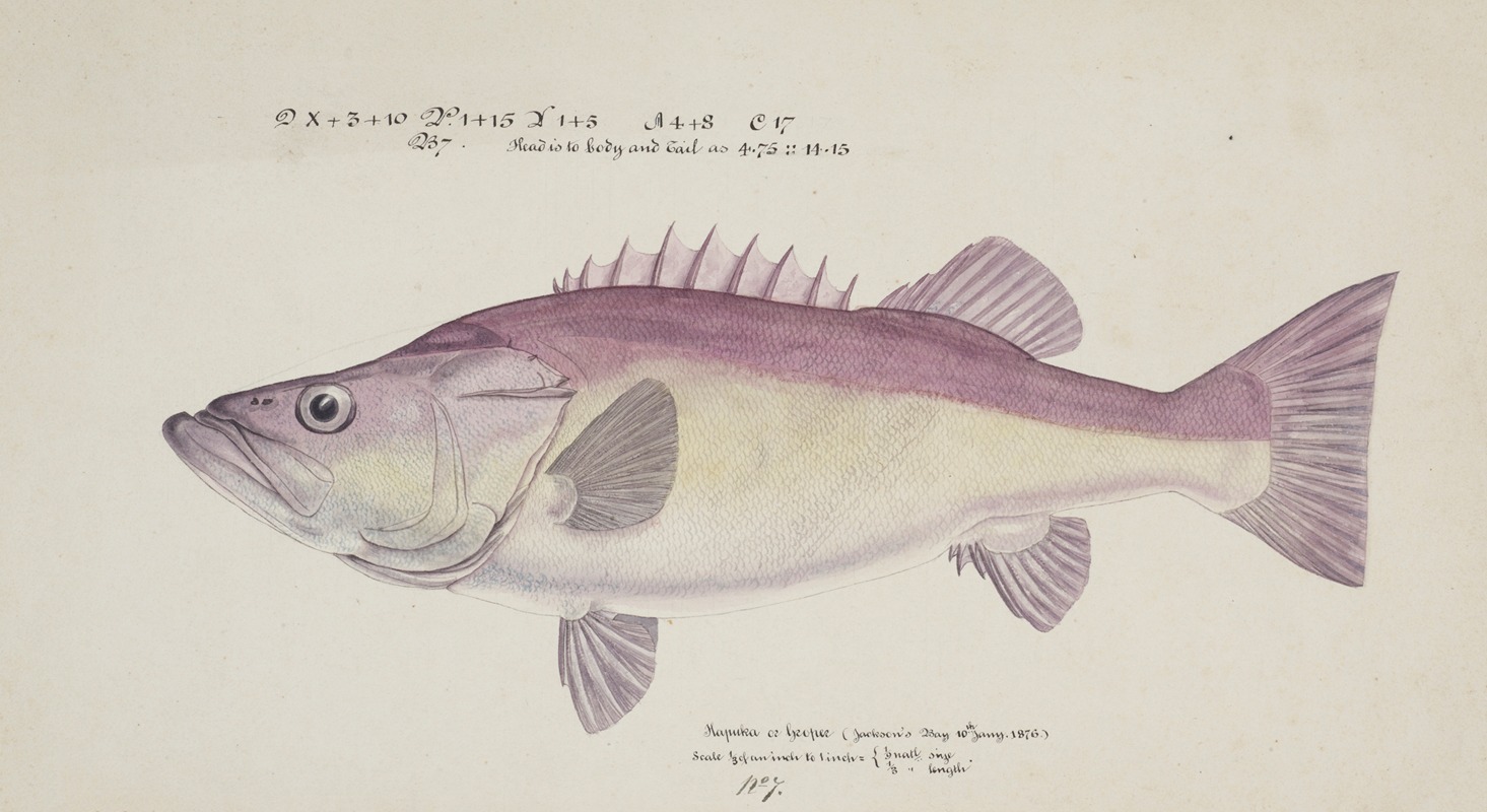 Polyprion oxygeneios (Hapuka or Groper) by Frank Edward Clarke, 1876 — digital art print download