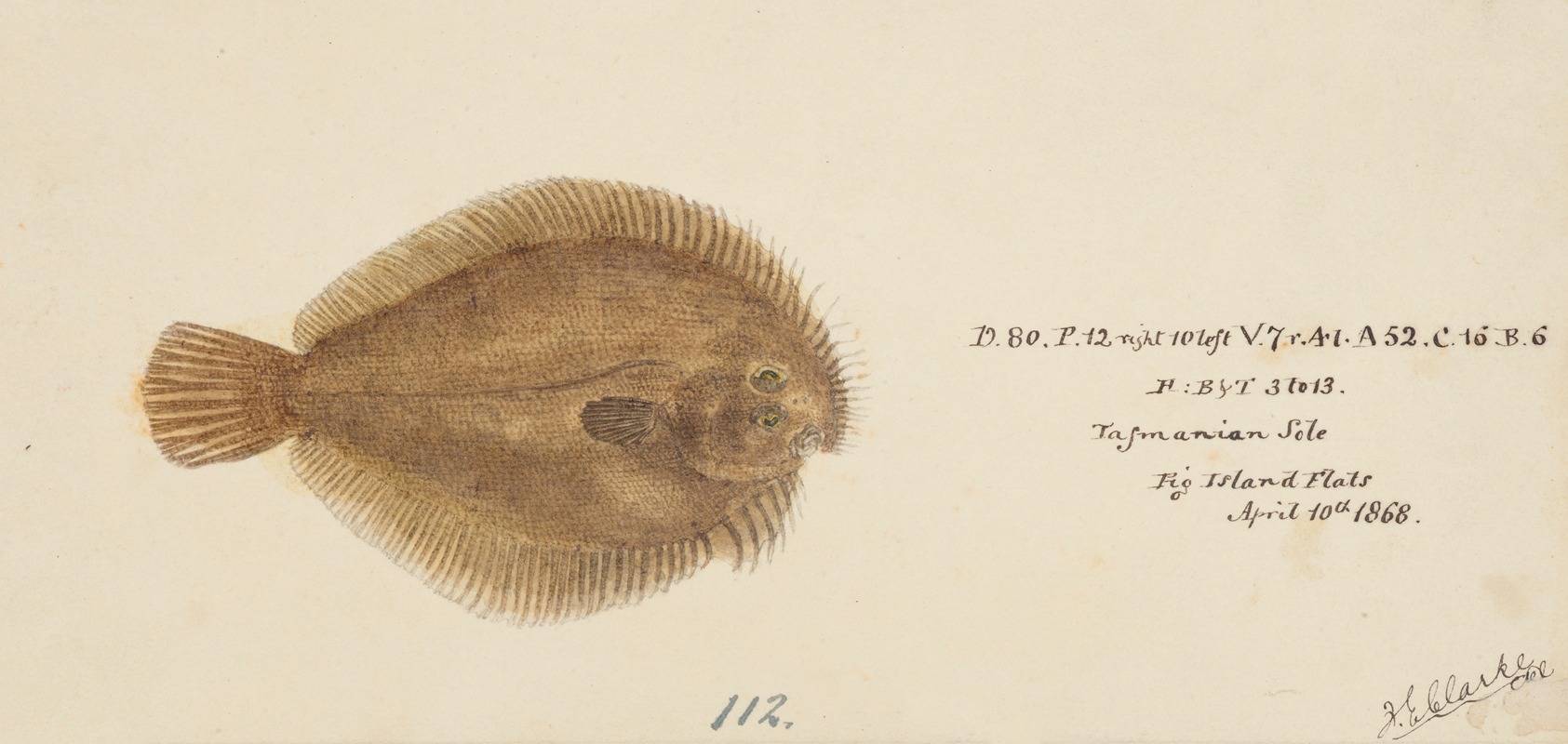 Possibly Ammotretis sp (Tas) : Flounder by Frank Edward Clarke, 1868 — digital art print download
