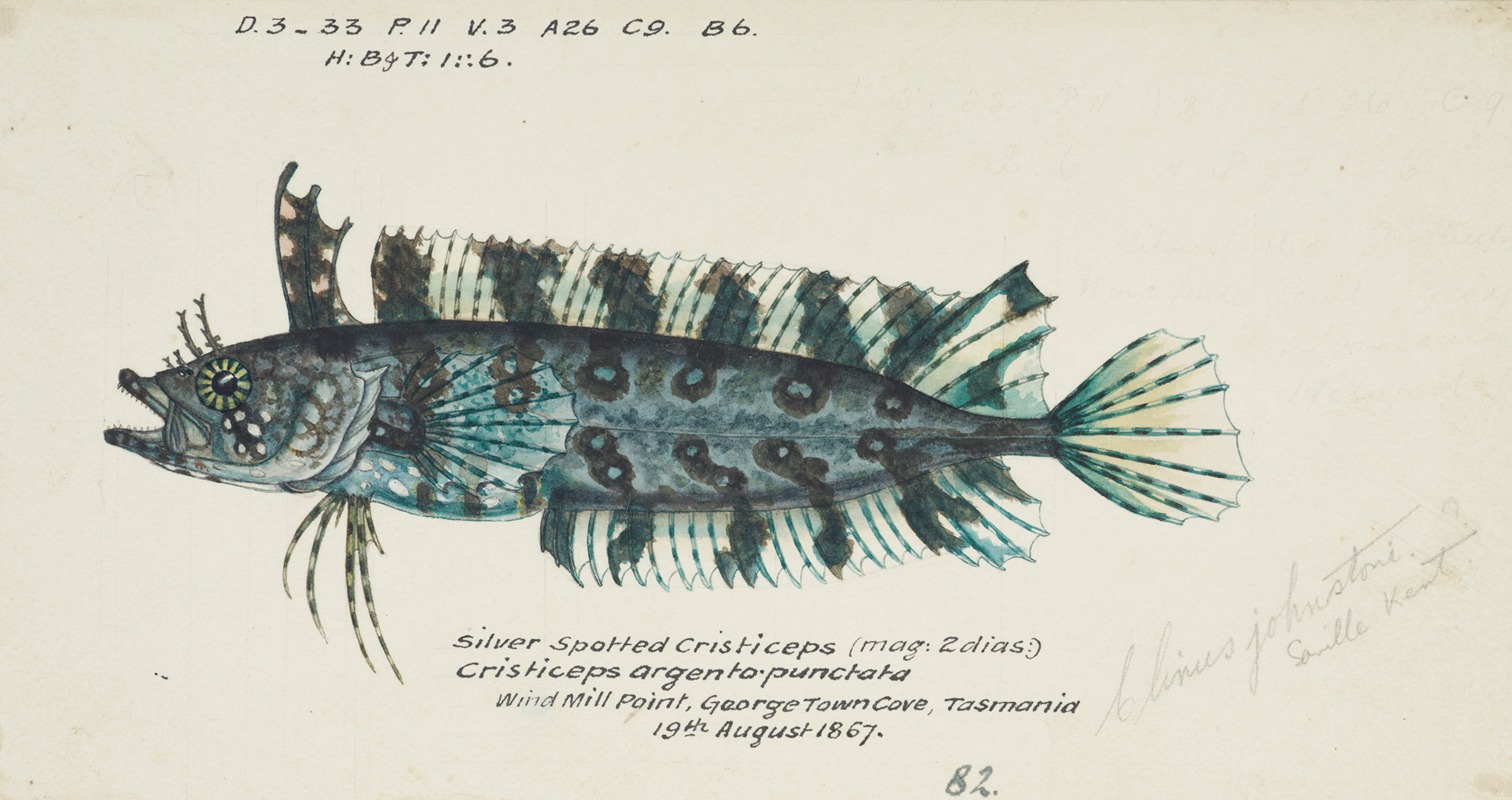 Possibly Cristiceps sp (Tas) : Weedfish by Frank Edward Clarke, 1867 — digital art print download