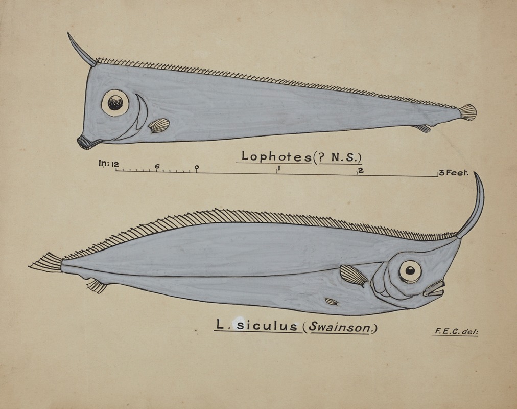 Possibly Lophotes capallei — Frank Edward Clarke