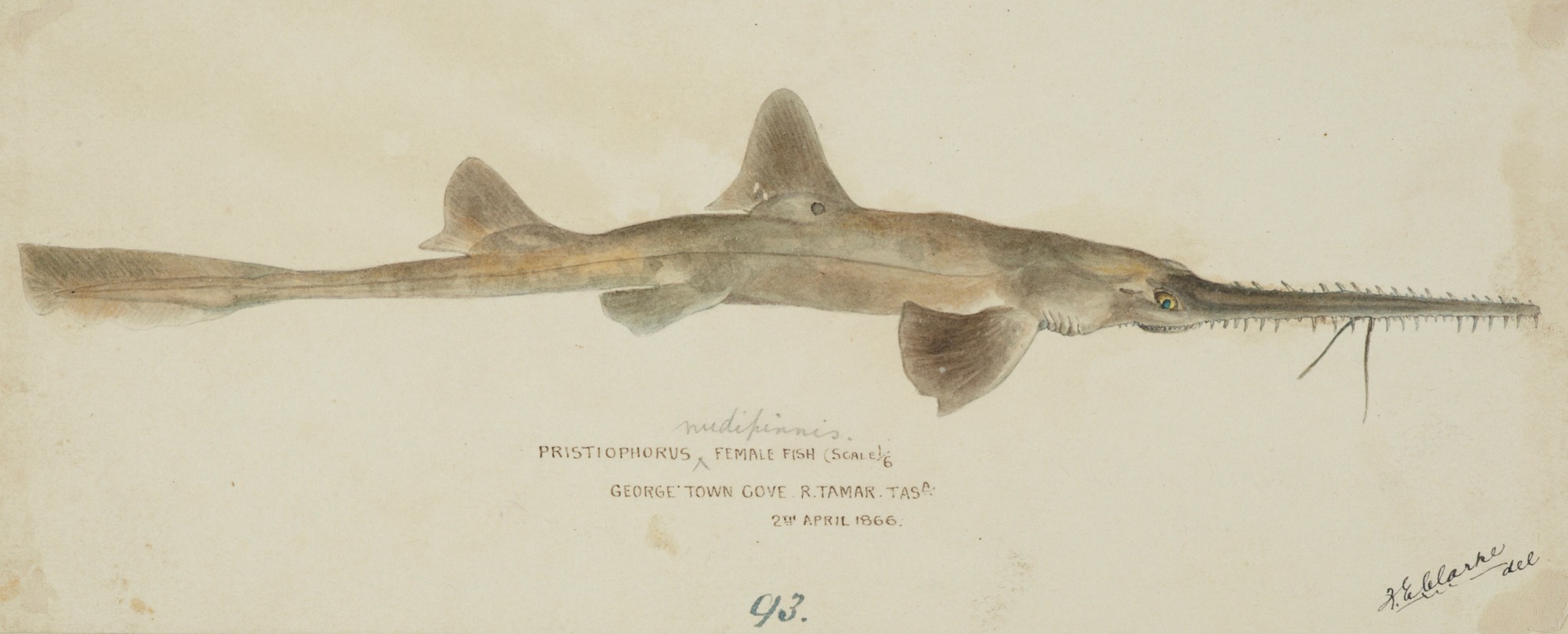 Pristiophorus nudipinnis (Tas) — Frank Edward Clarke