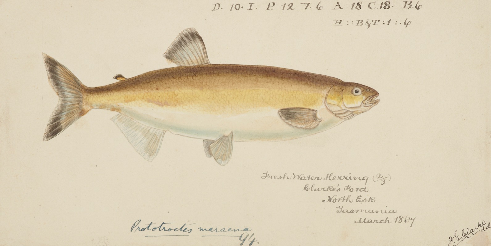 Prototroctes maraena (Tas) : Australian grayling — Frank Edward Clarke