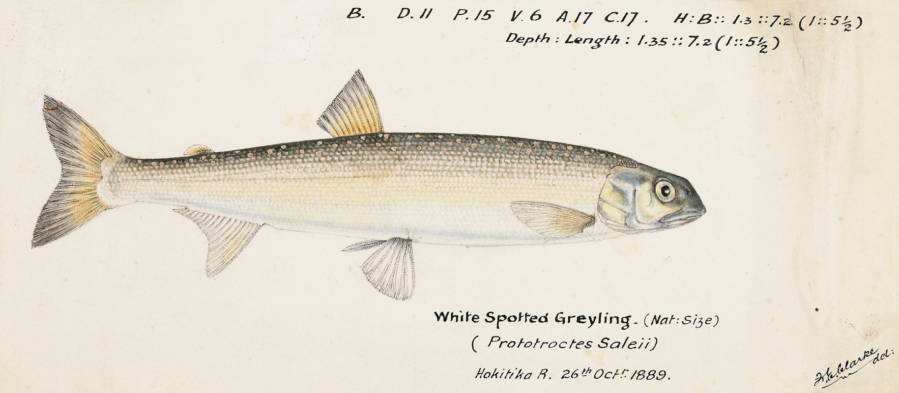 Prototroctes oxyrhynchus (White spotted greyling) — Frank Edward Clarke