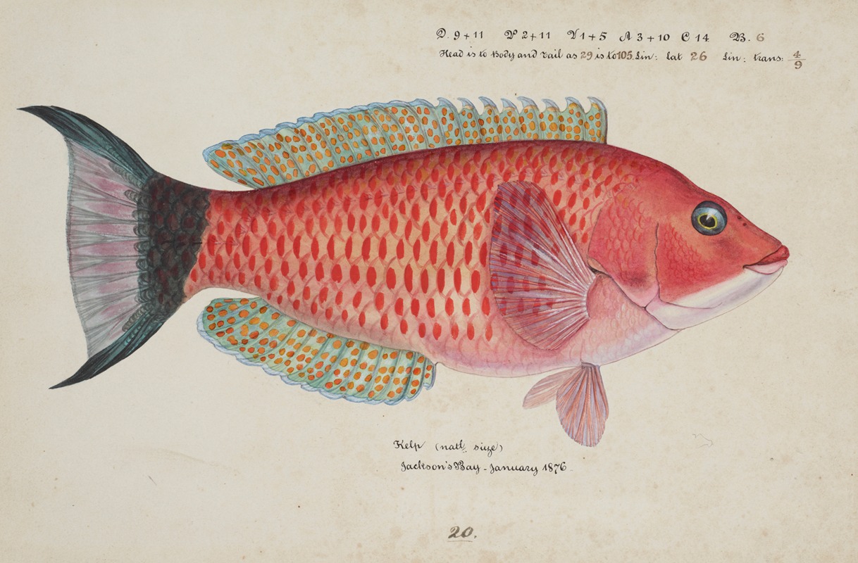 Pseudolabrus miles (Kelp) by Frank Edward Clarke, 1876 — digital art print download