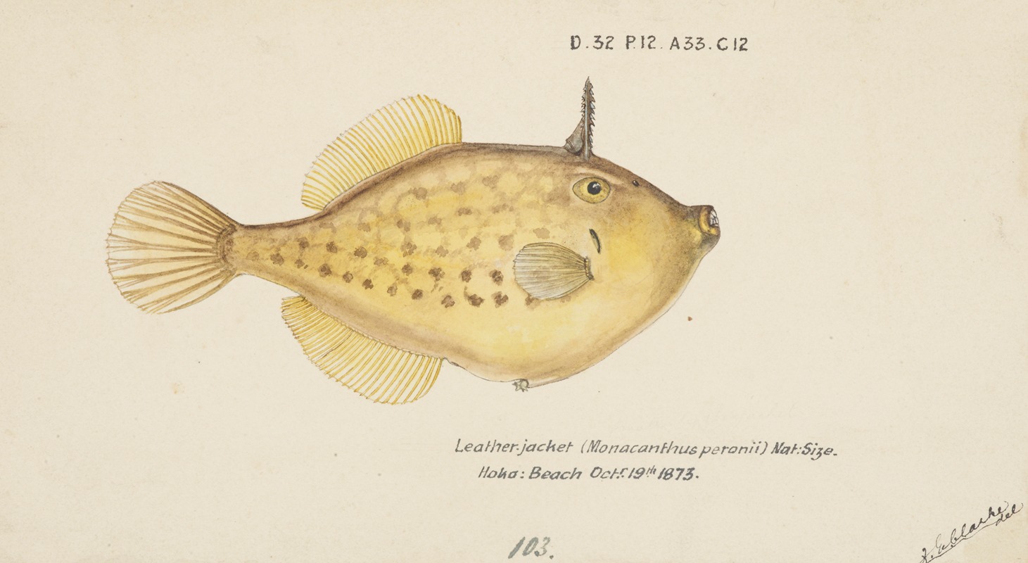 Pseudomonacanthus peroni by Frank Edward Clarke, 1873 — digital art print download