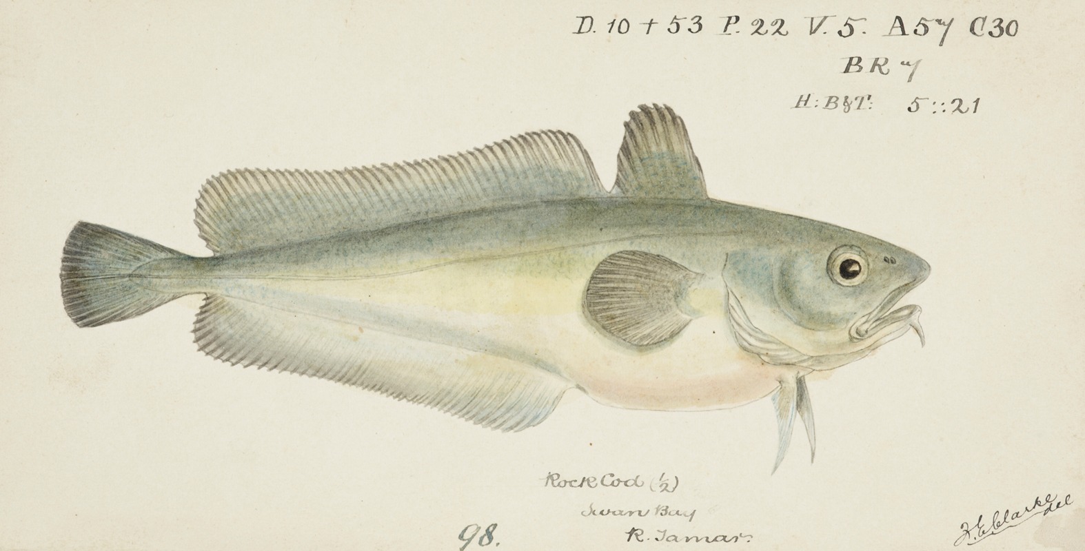 Pseudophycis barbata (Tas) : Southern Bastard Red Cod by Frank Edward Clarke — digital art print download