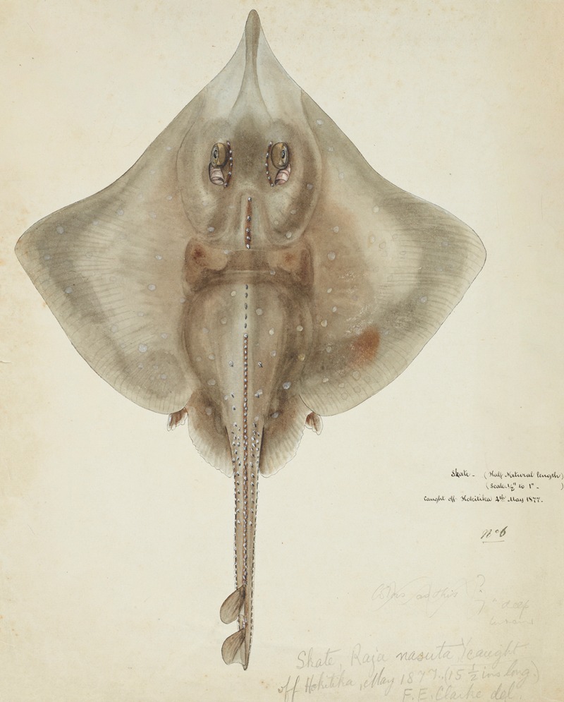 Raja nasuta (NZ): Rough skate by Frank Edward Clarke, 1877 — digital art print download