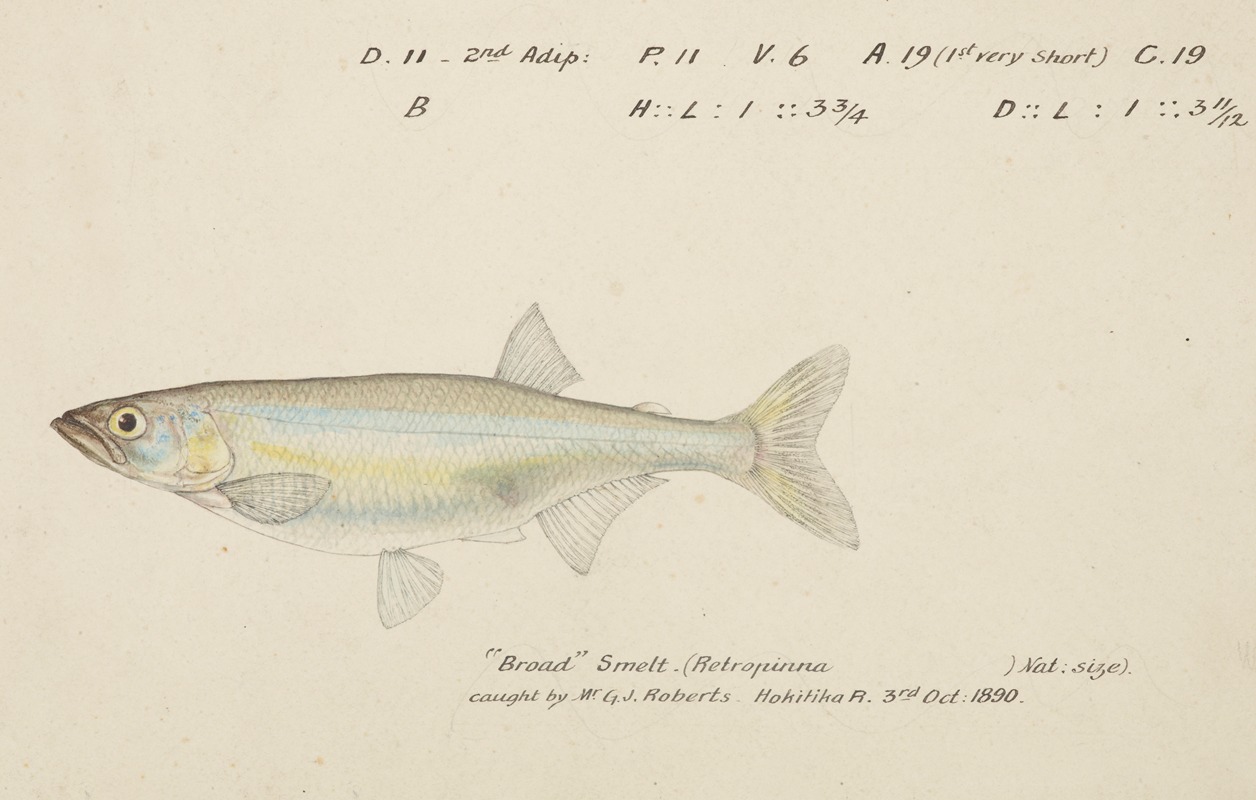 Retropinna retropinna. (Smelt) — Frank Edward Clarke