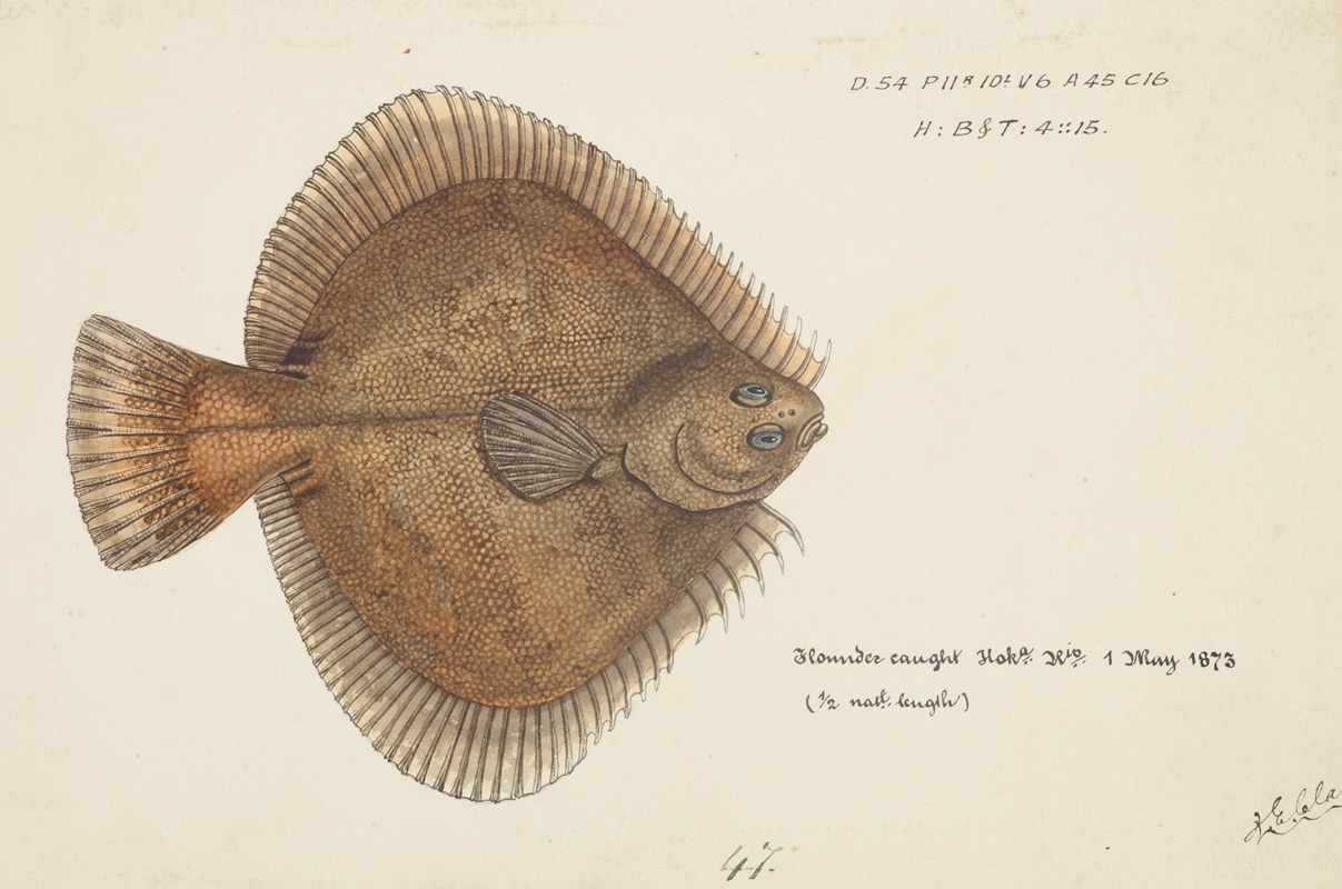 Rhombosolea plebeia (NZ) : Sand flounder — Frank Edward Clarke