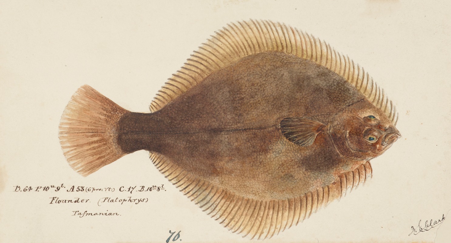 Rhombosolea tapirina : greenback flounder — Frank Edward Clarke