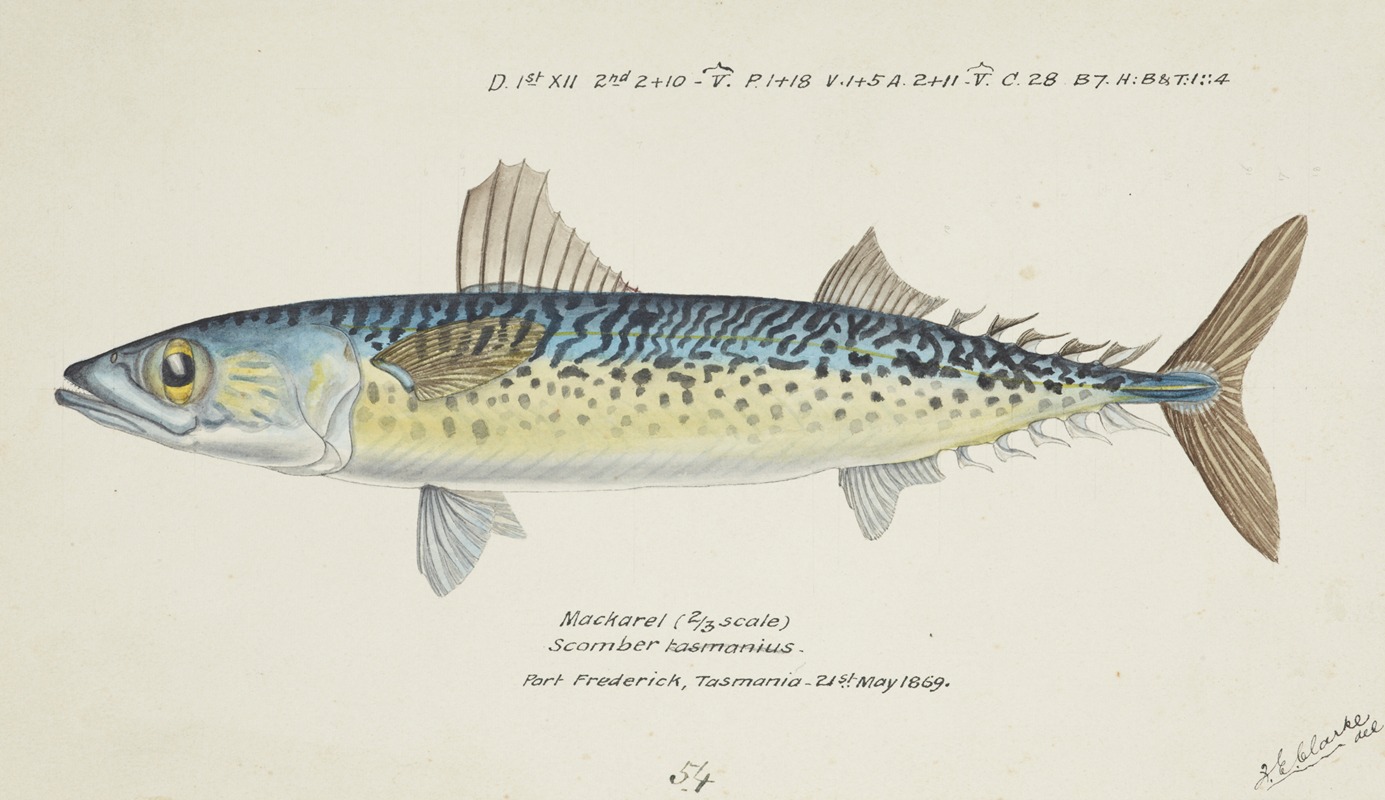 Scomber australasicus (Tas) : Blue mackerel by Frank Edward Clarke, 1869 — digital art print download