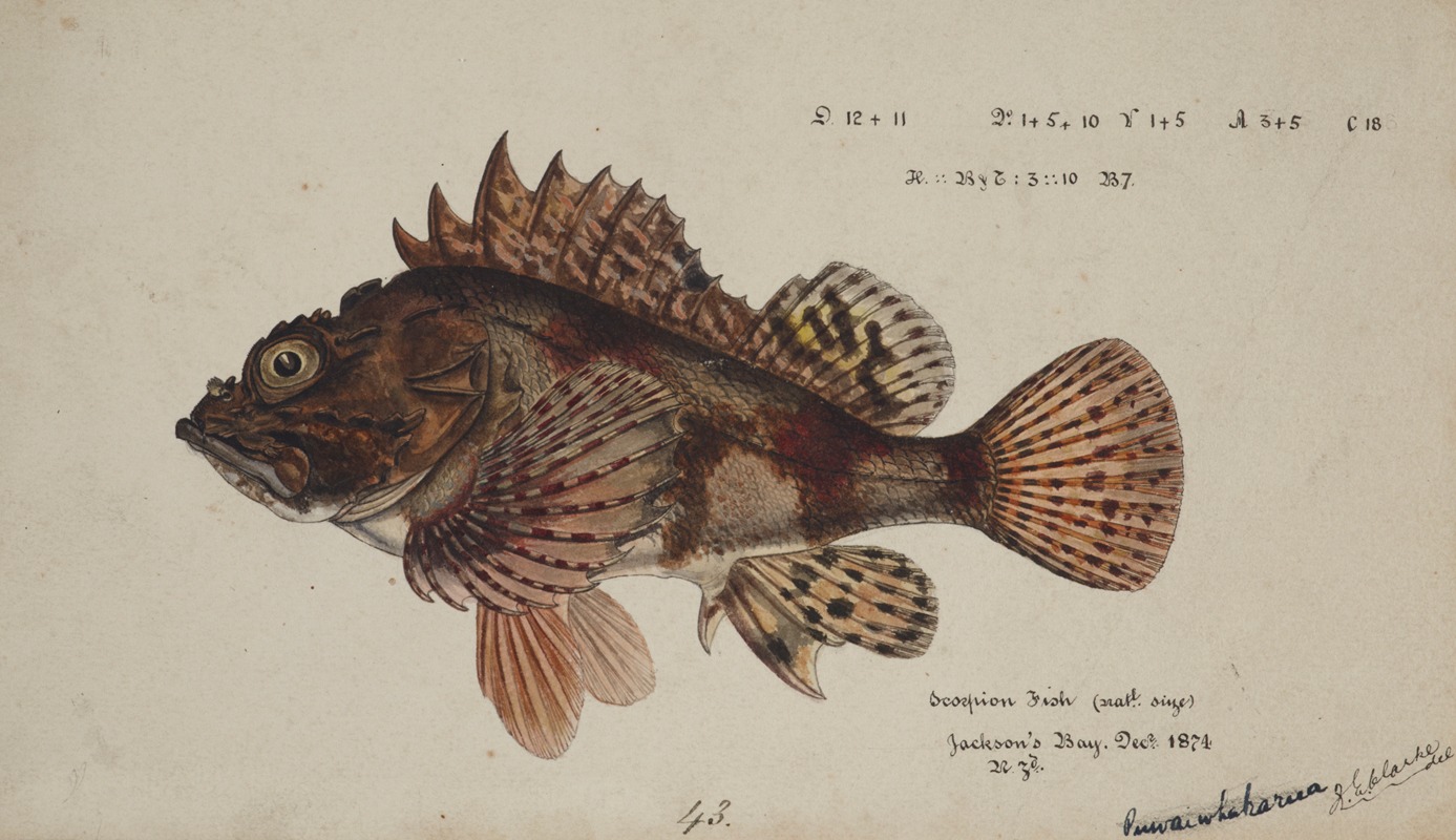 Scorpaena cardinalis ( Red Scorpion fish) — Frank Edward Clarke