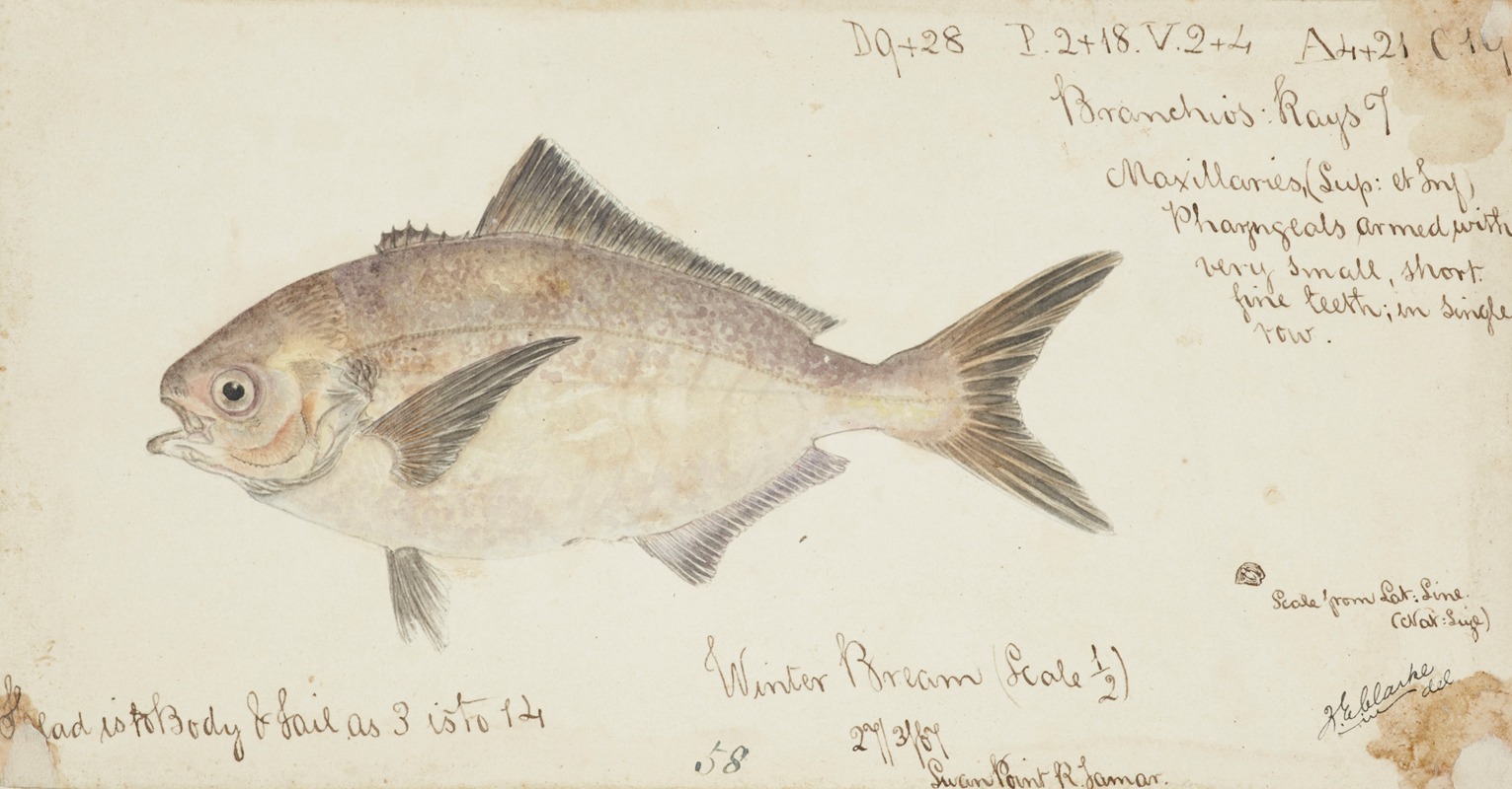 Seriolella punctata (Tas) : Silver warehou by Frank Edward Clarke, 1867 — digital art print download