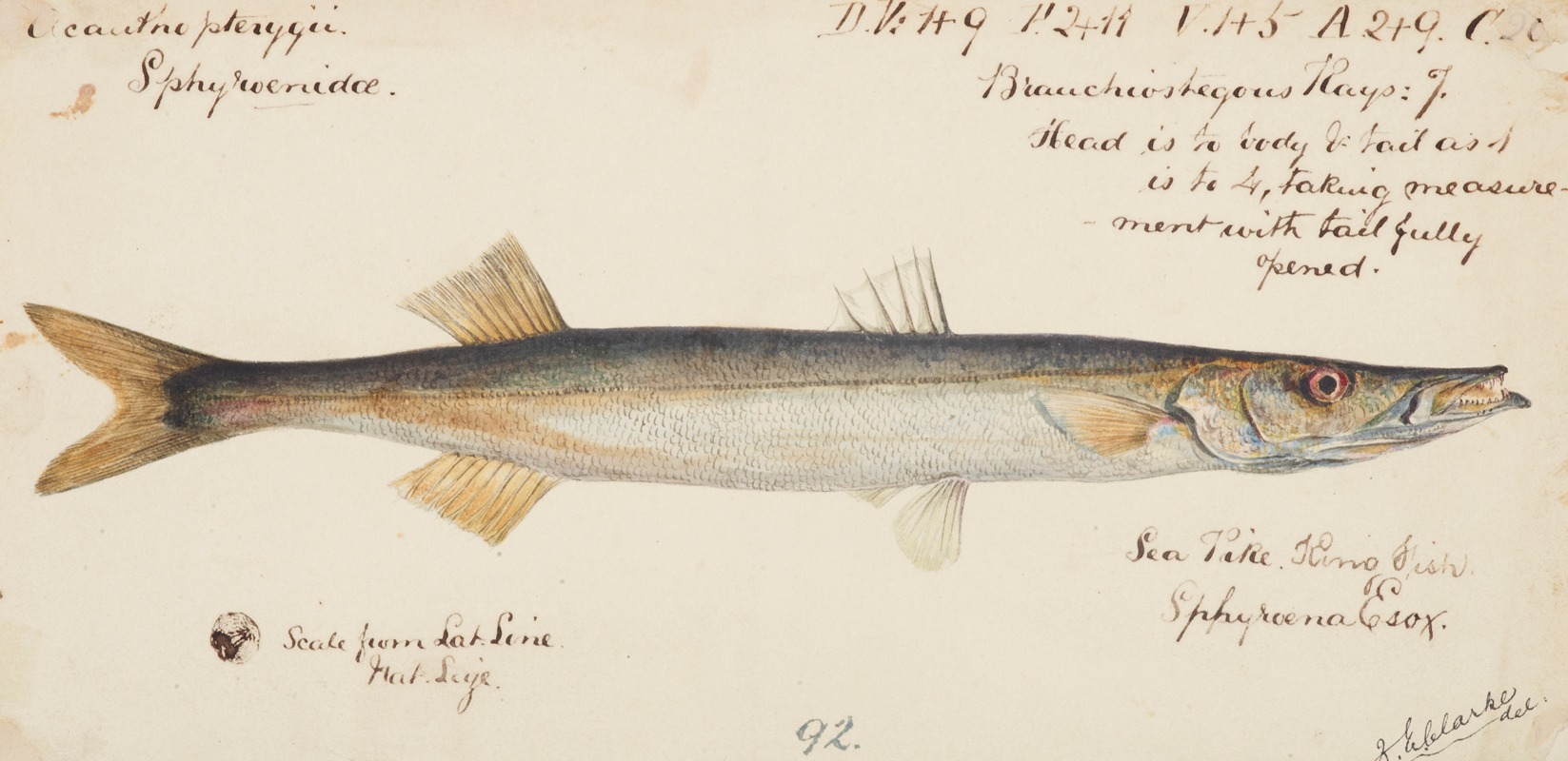 Sphyraena novaehollandiae : Snook — Frank Edward Clarke