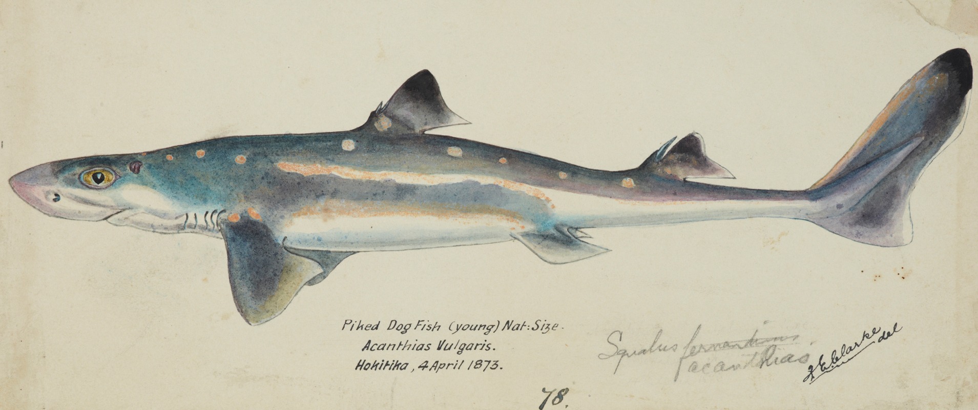 Squalus acanthias (NZ) : Spotted spiny dogfish — Frank Edward Clarke