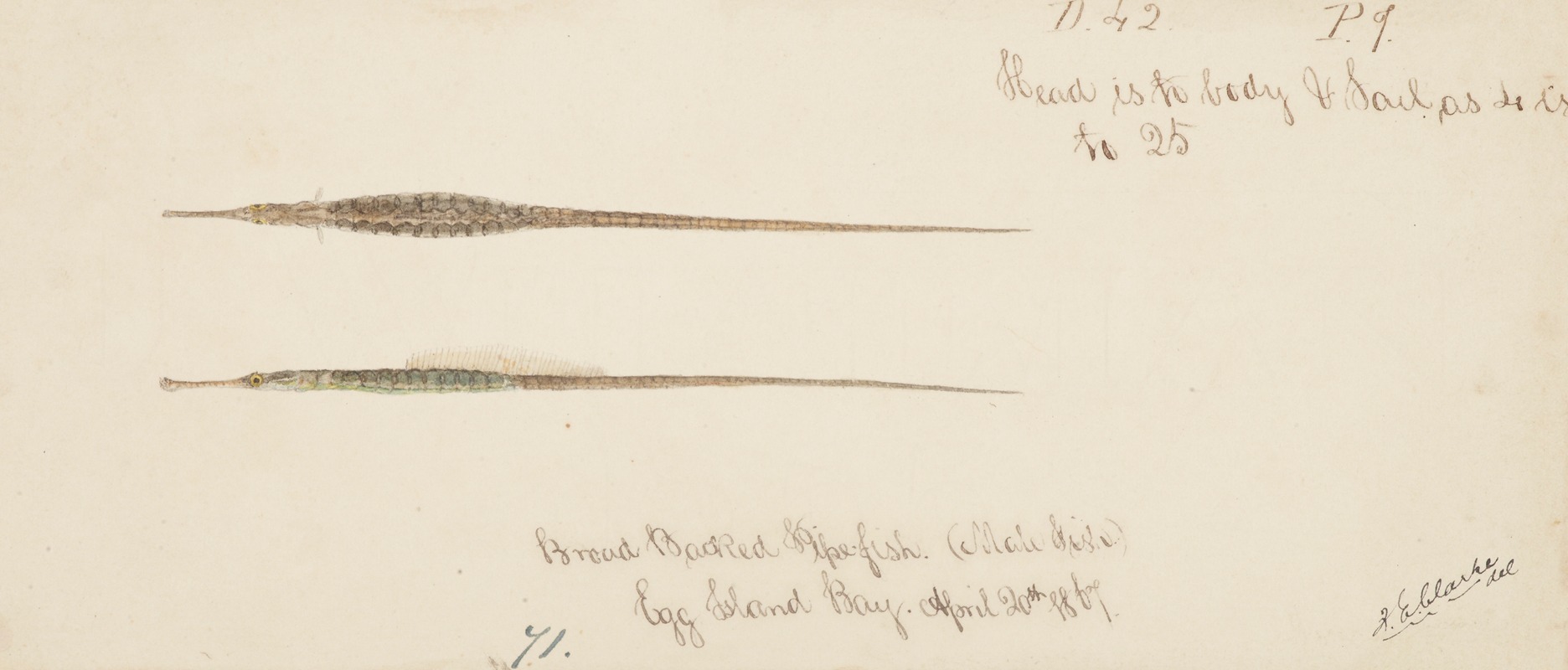 Syngnathidae : Broad bodied Pipefish by Frank Edward Clarke, 1867 — digital art print download