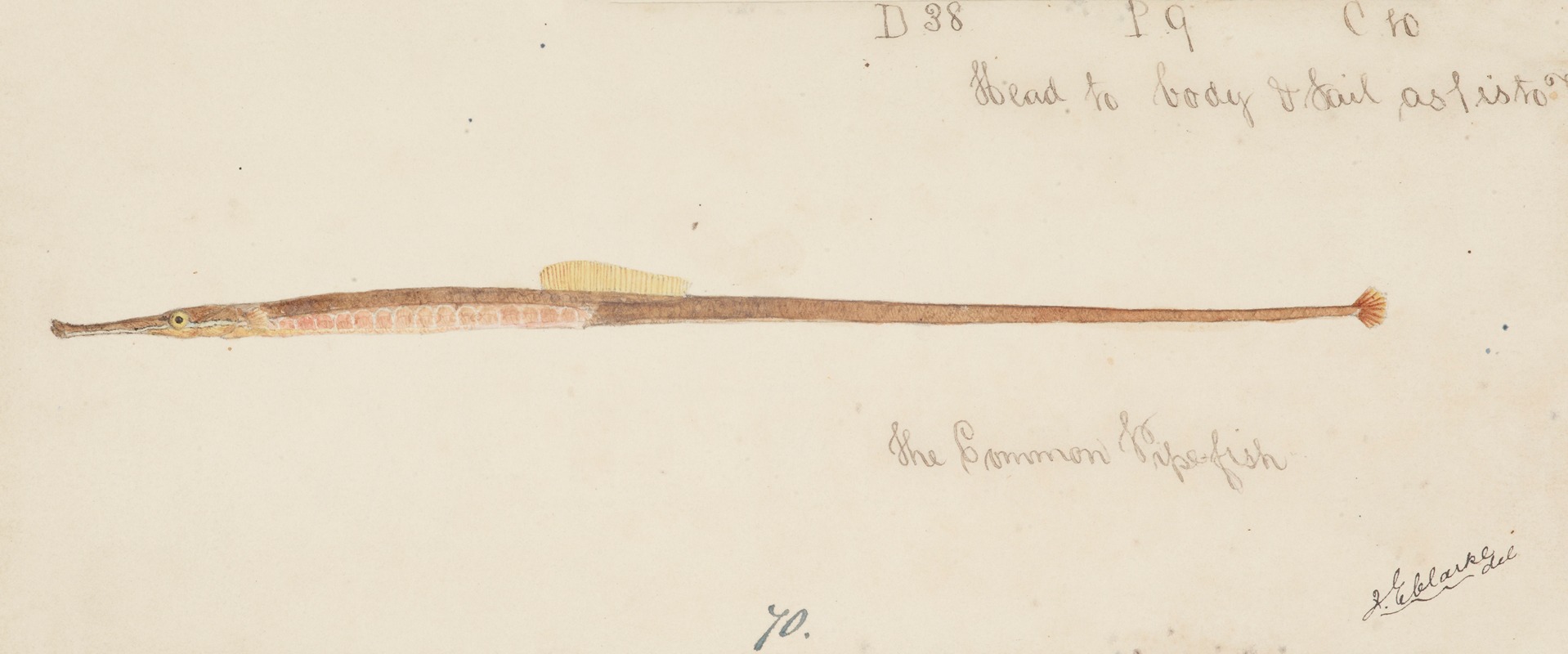 Syngnathidae : Common Pipefish by Frank Edward Clarke — digital art print download