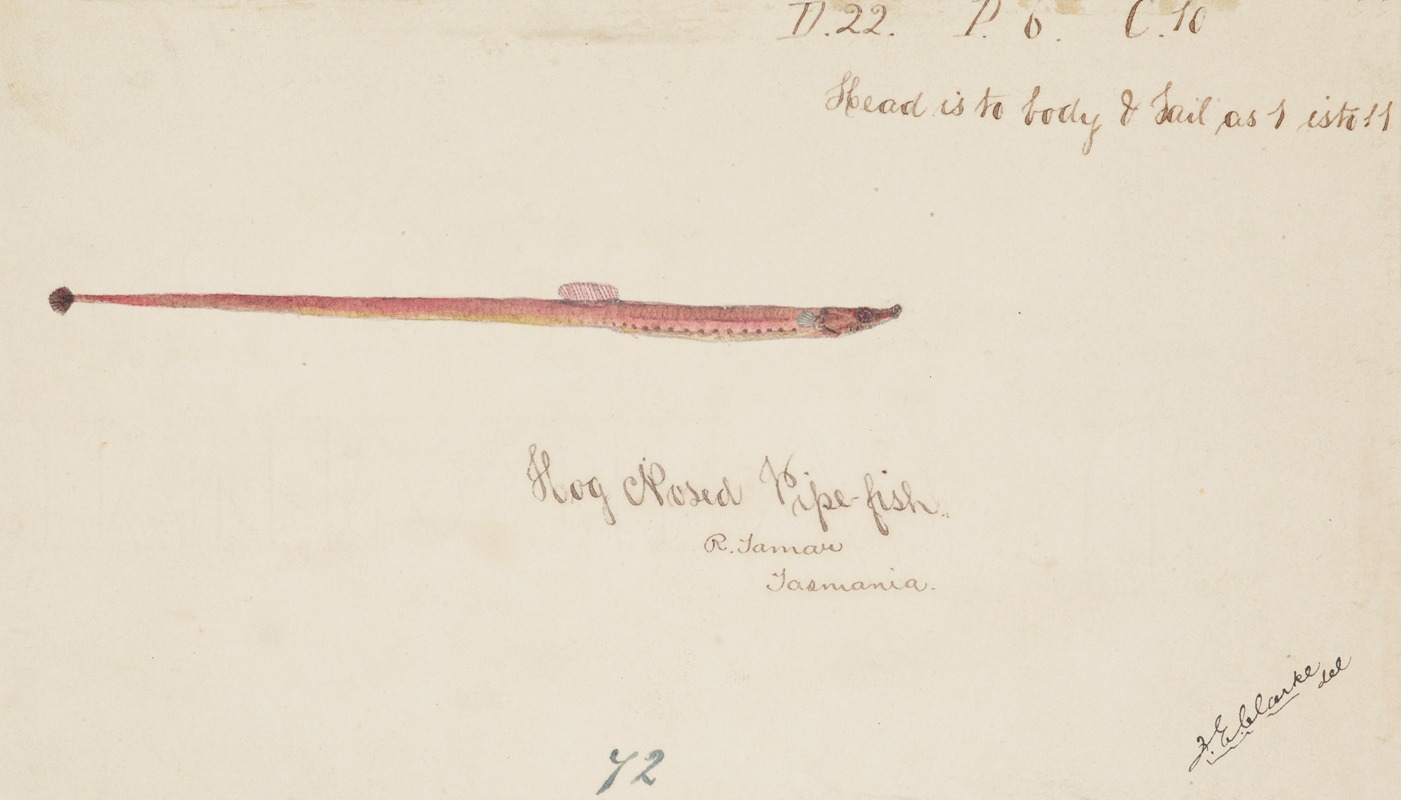 Syngnathidae : Pipefish by Frank Edward Clarke — digital art print download