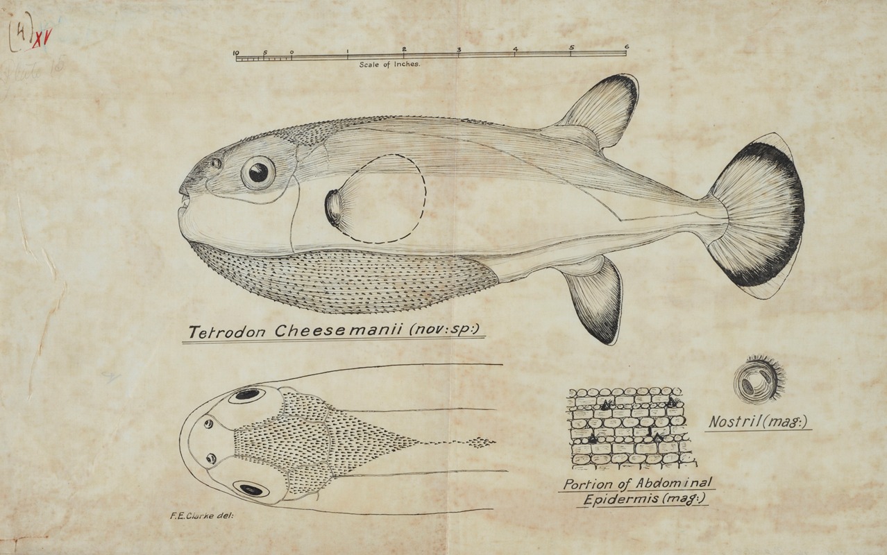 Tetraodon cheesmanii : Pufferfish by Frank Edward Clarke — digital art print download
