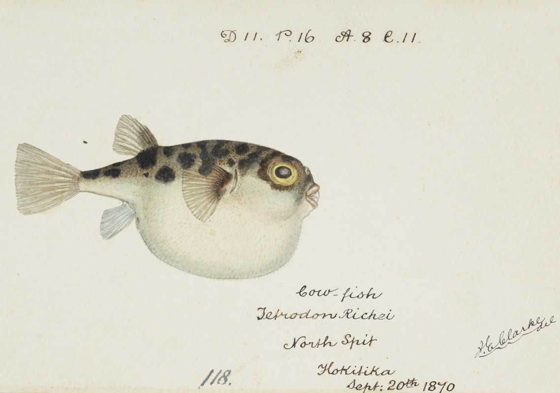 Tetraodon gillbanksii Clarke — Frank Edward Clarke