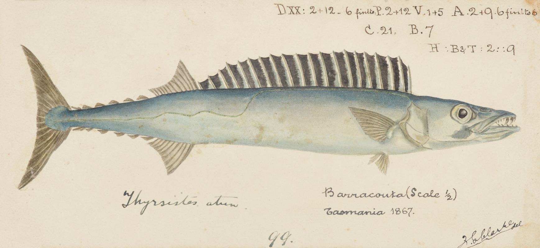 Thyrsites atun (Tas) : Barracouta by Frank Edward Clarke, 1867 — digital art print download