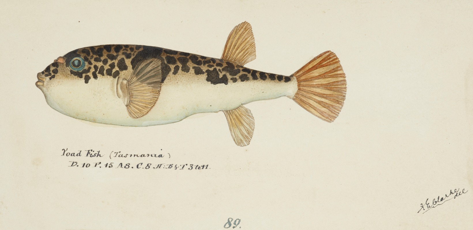 Torquigener glaber (Tas) – Pufferfish. by Frank Edward Clarke — digital art print download