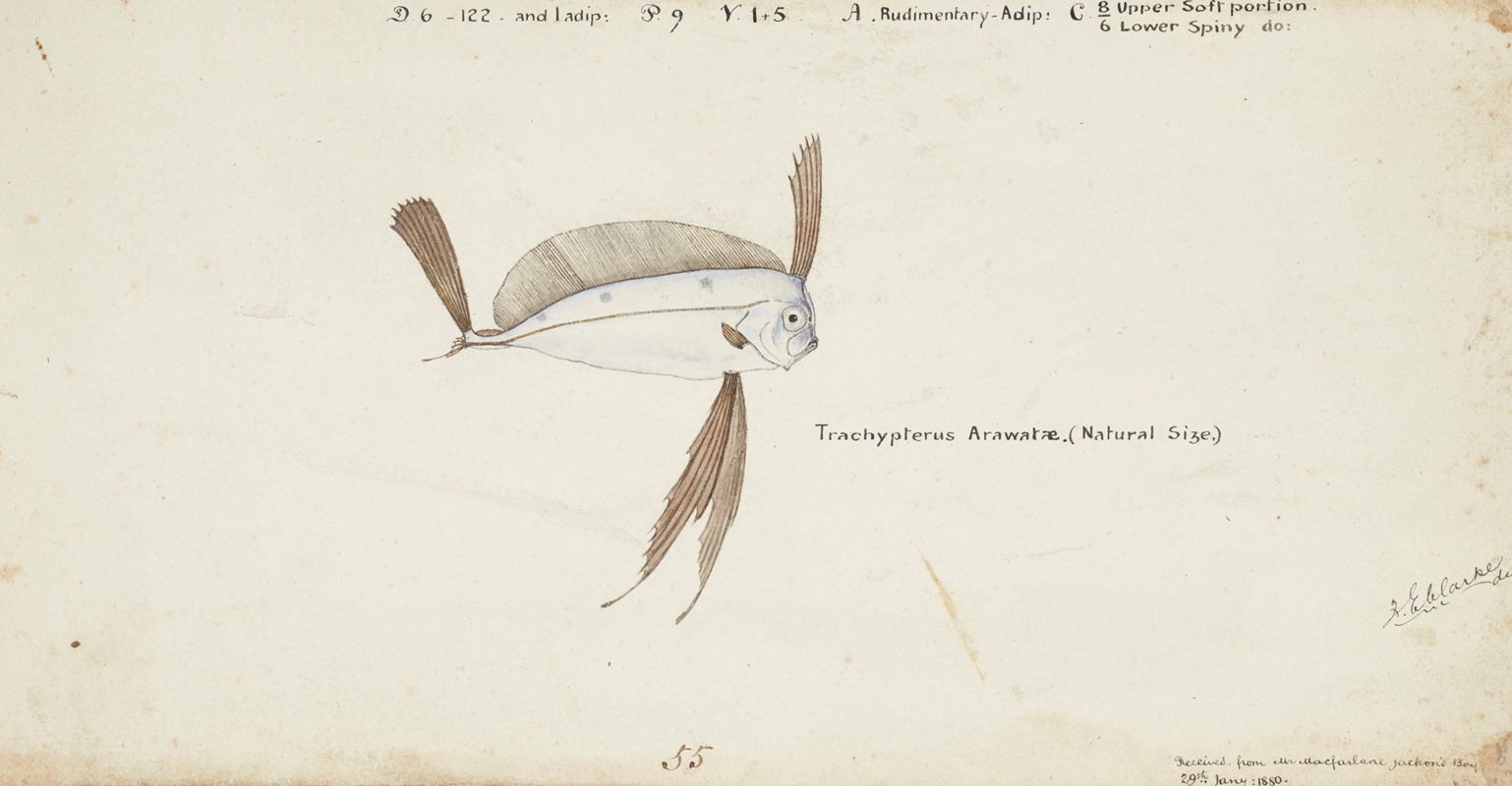 Trachipterus trachypterus (NZ) : Ribbonfish — Frank Edward Clarke