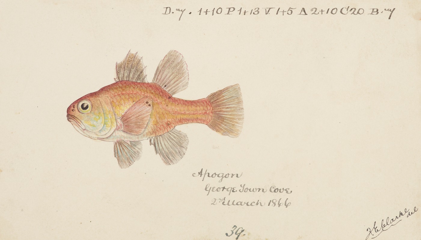 Vincentia conspera (Tas) : Southern Cardinalfish — Frank Edward Clarke
