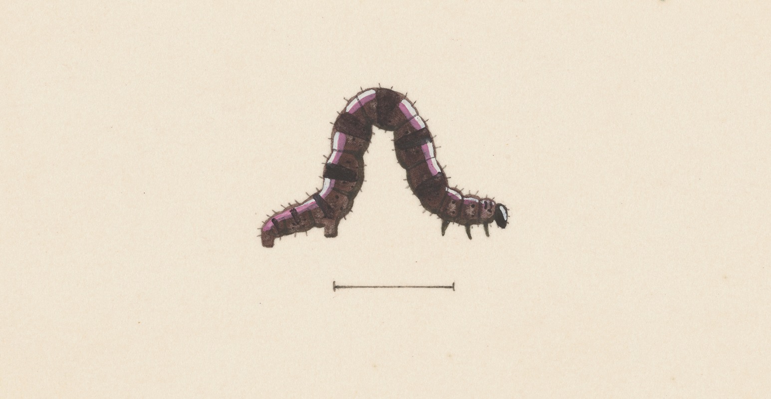 Entomology watercolour Pl.001 — George Hudson