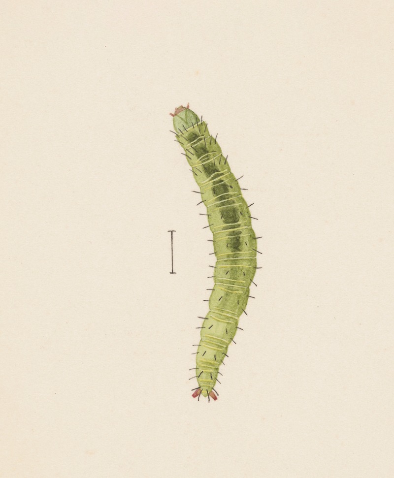 Entomology watercolour Pl.002 by George Hudson — digital art print download