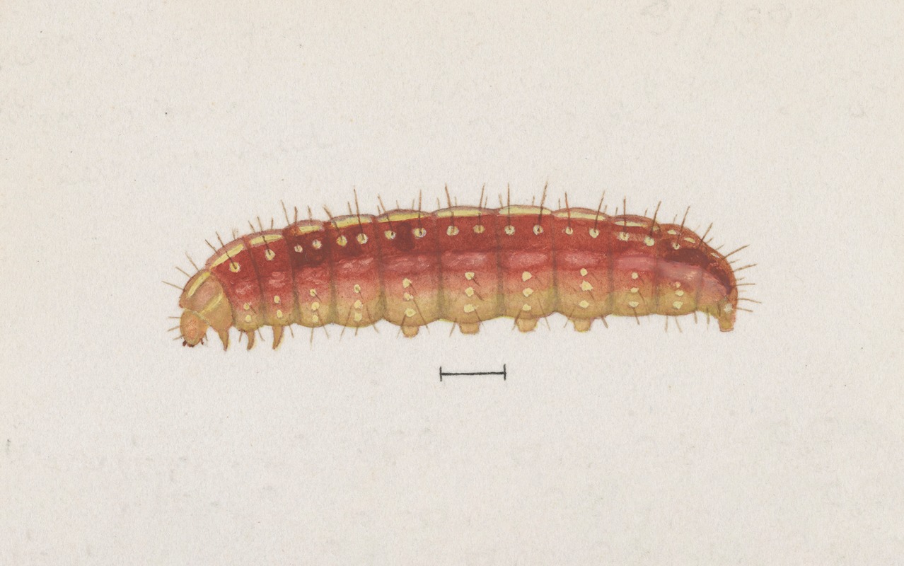 Entomology watercolour Pl.004 by George Hudson — digital art print download