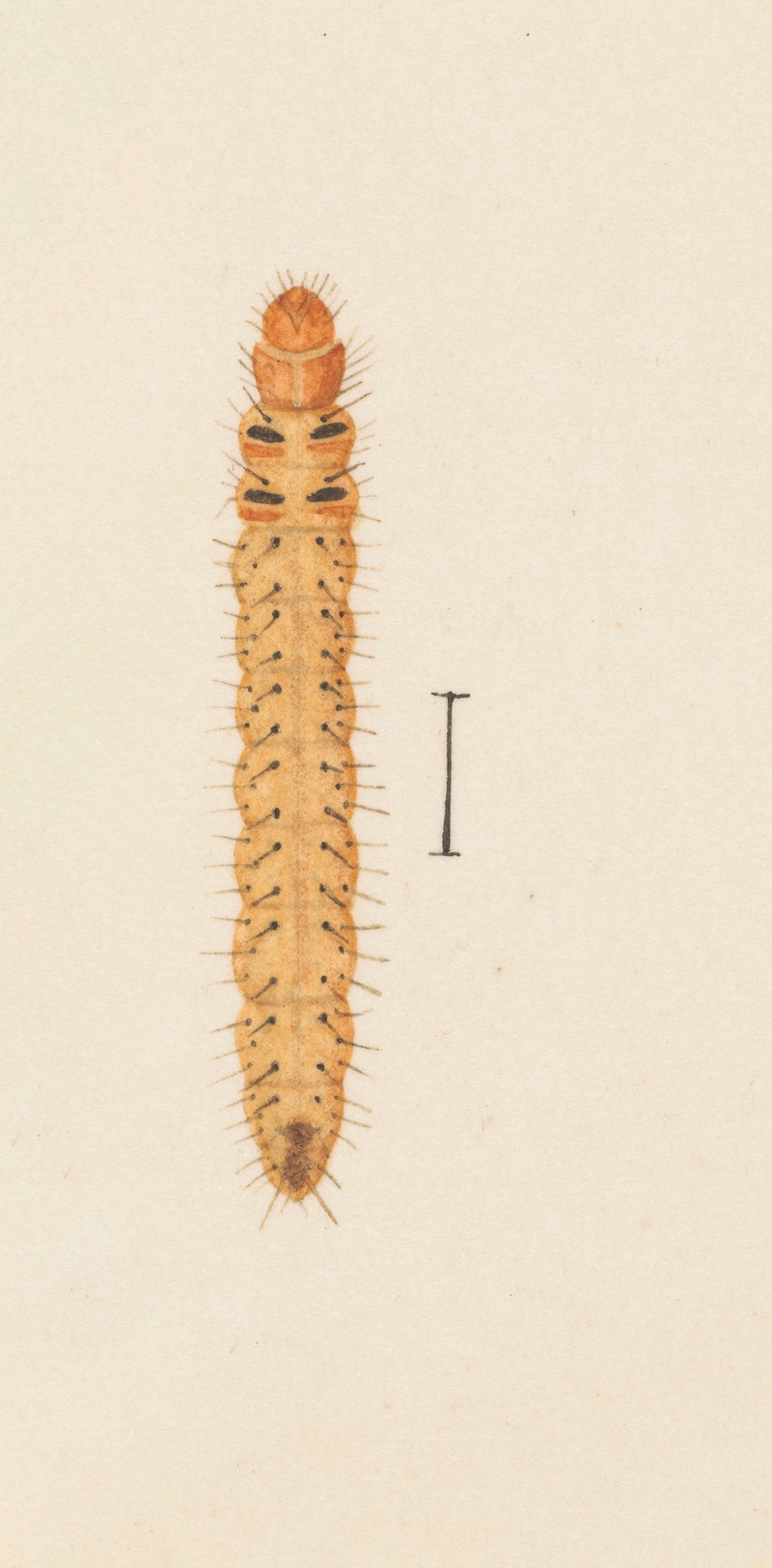 Entomology watercolour Pl.005 by George Hudson — digital art print download