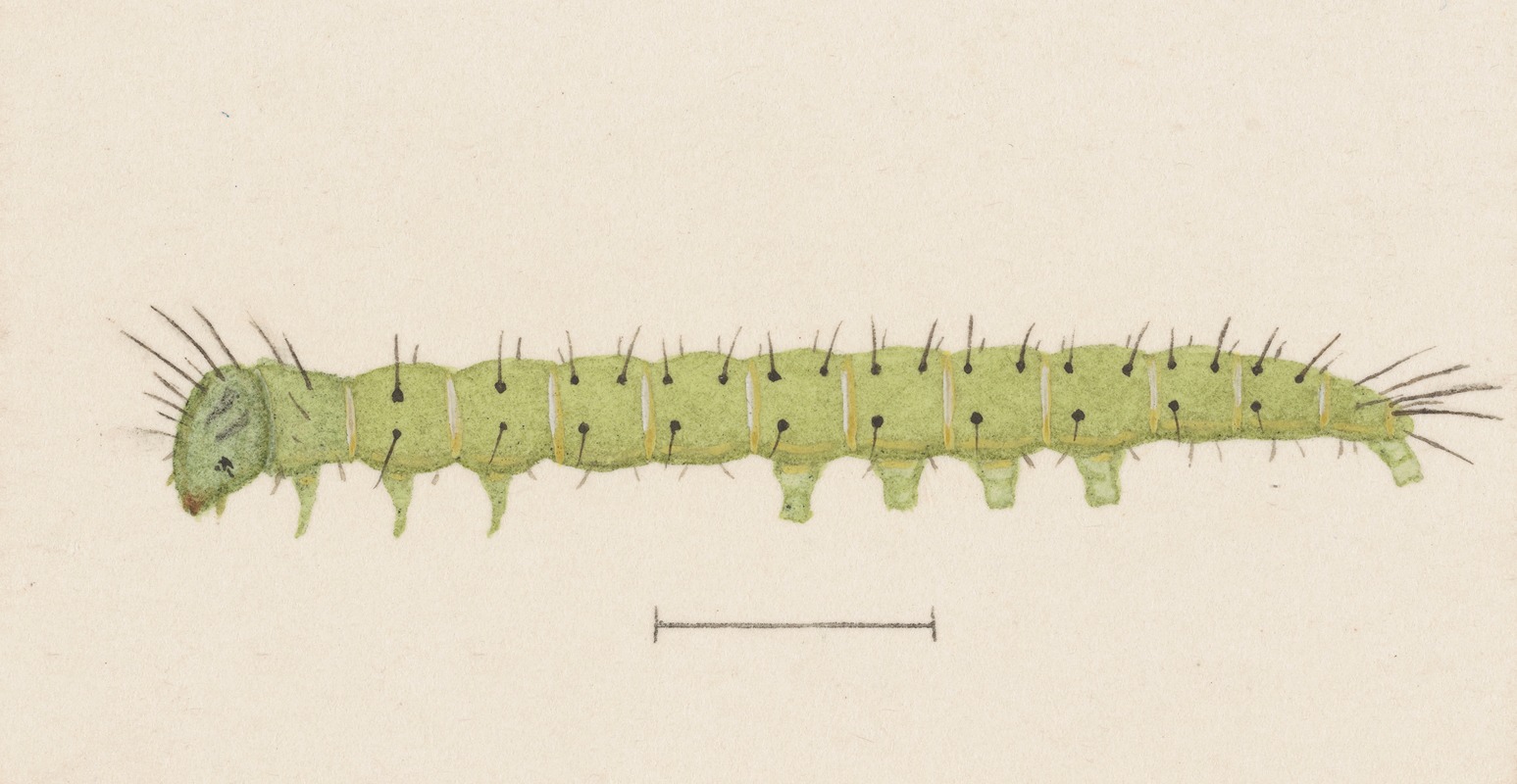 Entomology watercolour Pl.006 by George Hudson — digital art print download