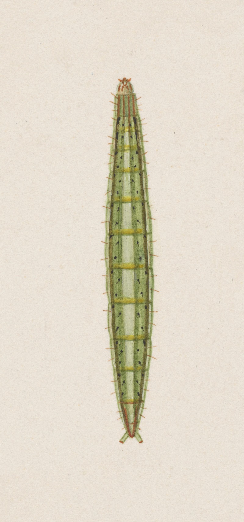 Entomology watercolour Pl.007 by George Hudson — digital art print download