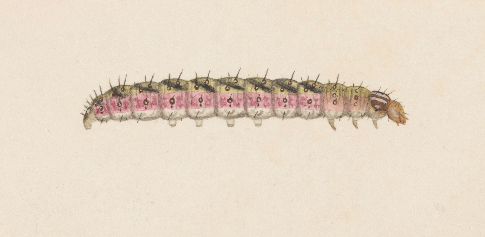 Entomology watercolour Pl.008 by George Hudson — digital art print download