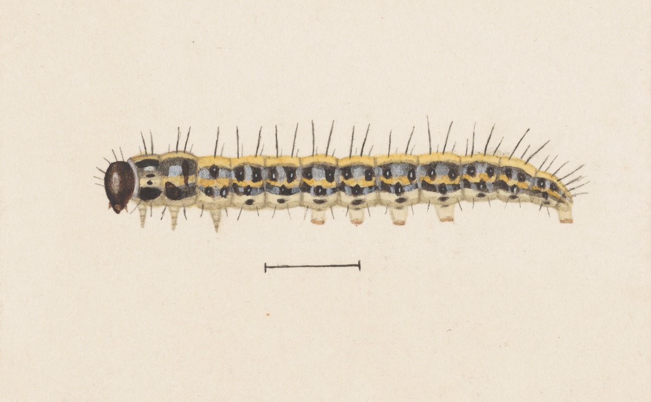 Entomology watercolour Pl.009 by George Hudson — digital art print download