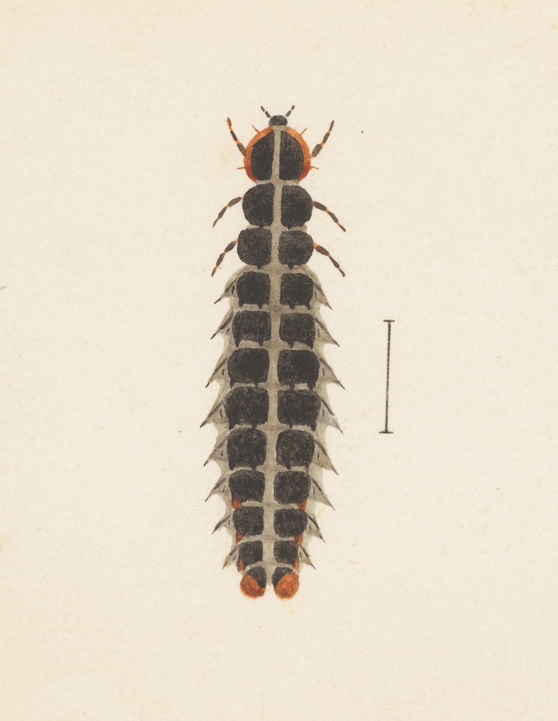 Entomology watercolour Pl.010 by George Hudson — digital art print download