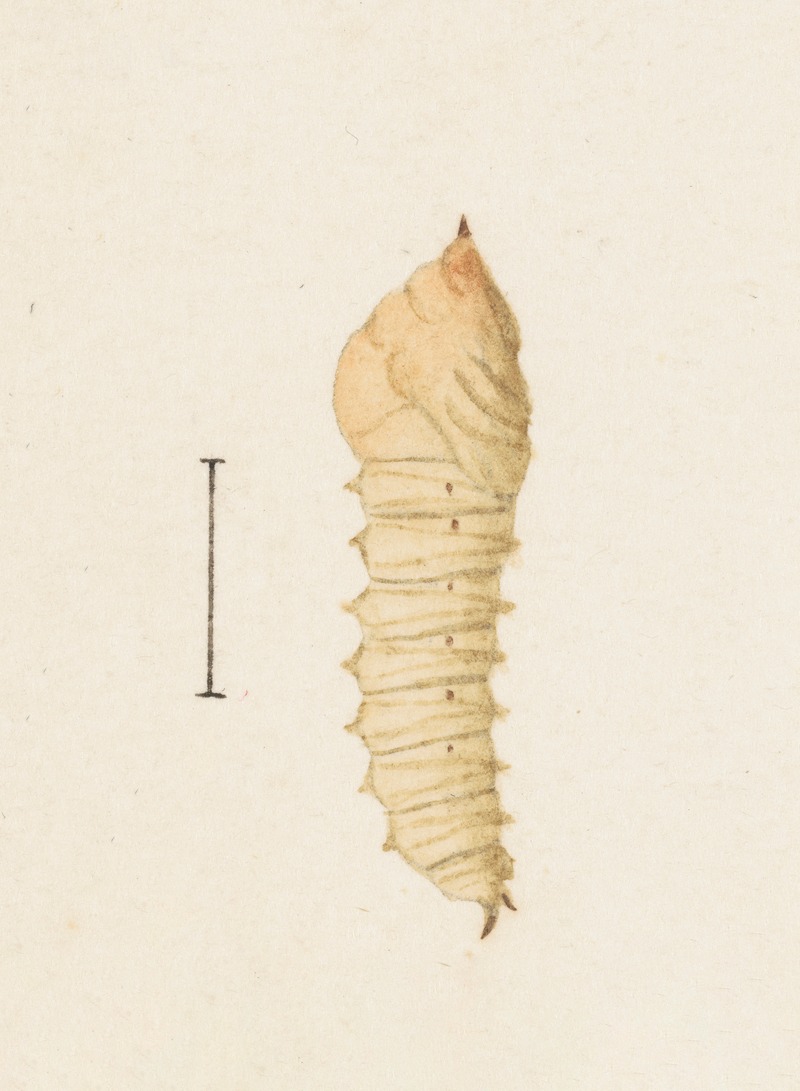 Entomology watercolour Pl.011 — George Hudson