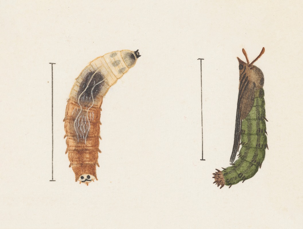 Entomology watercolour Pl.012 by George Hudson — digital art print download