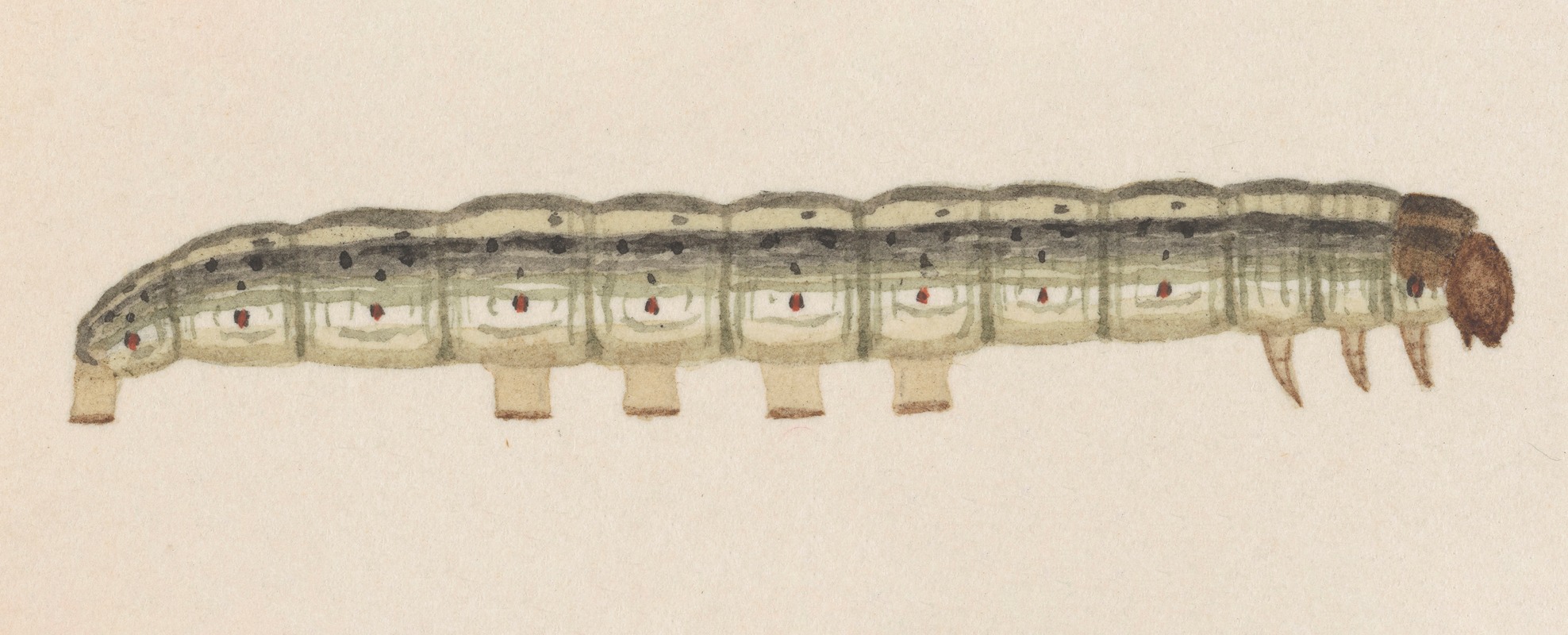 Entomology watercolour Pl.014 by George Hudson — digital art print download